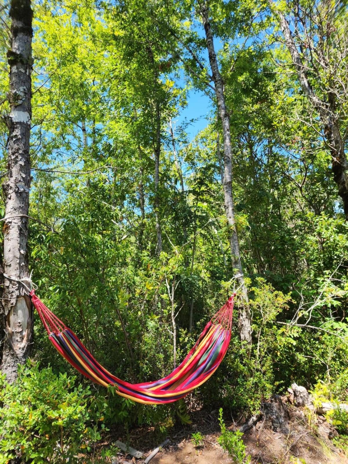 Naturaleza Viva Chalé